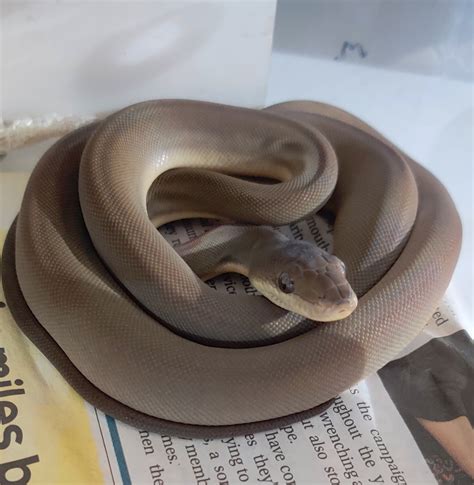 SW England Olive pythons - Reptile Forums