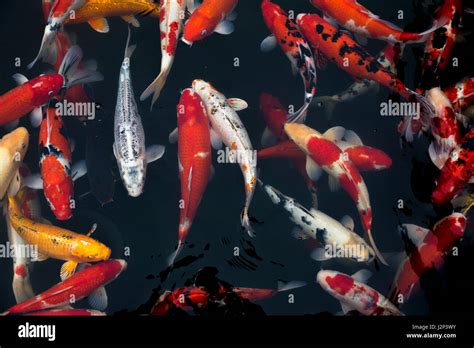 Japanese Koi fish in dark and dirty pond water Stock Photo - Alamy