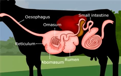 Structure Of Ruminant Digestive System