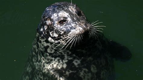 harbor seal horizontal - Ocean Conservation Research