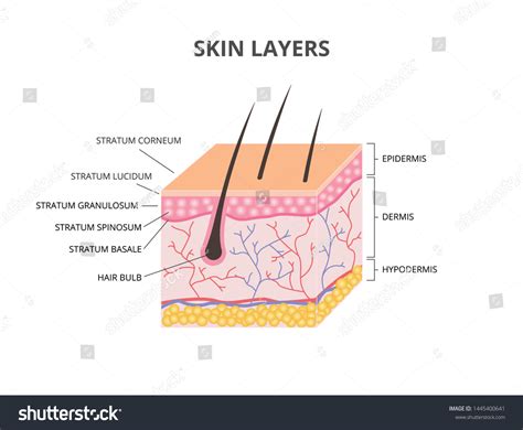 Skin Layers Epidermis Dermis Hypodermis Isometric: vetor stock (livre ...