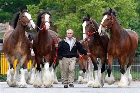 Cavalos Exóticos / Exotic Horses: Clydesdale