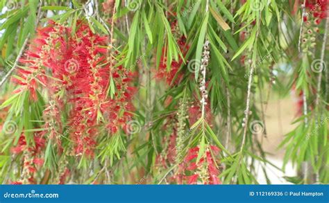 Weeping Willow Tree Red Flowers and Green Foliage HD Footage Stock Footage - Video of 1080 ...