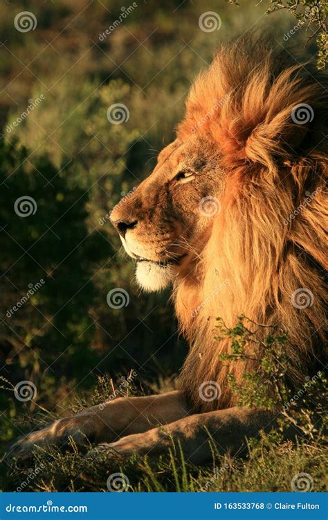 Maned African Lion in Africa Editorial Stock Photo - Image of lion ...