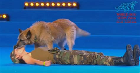 Watch As Amazing Dog Performs CPR On Owner