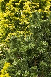 Thunderhead Japanese Black Pine, Pinus thunbergii 'Thunderhead'