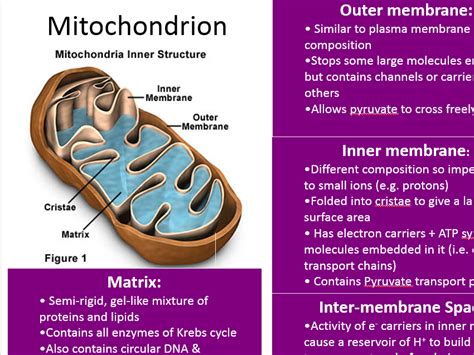 New Biology A Level OCR 5.7.3 The structure of the mitochondrion | Teaching Resources