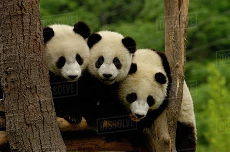 Giant panda babies (Ailuropoda melanoleuca) Family: Ailuropodidae. Wolong China Conservation and ...