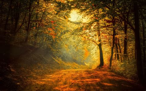 Autumn, forest, road, trees, sunlight wallpaper | nature and landscape | Wallpaper Better