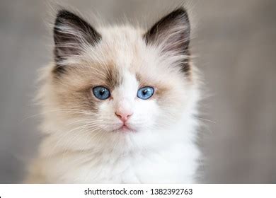 Ragdoll Kitten Blue Eyes Cat Home Stock Photo 1382392754 | Shutterstock