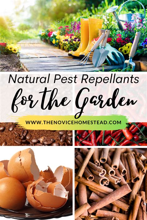 9 Natural Bug Repellents for Plants - The Novice Homestead