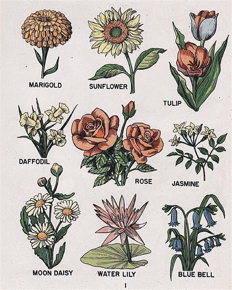 pinterest// jociiiiiiiiiiii | Cottage core art, Vintage botanical prints, Flower drawing