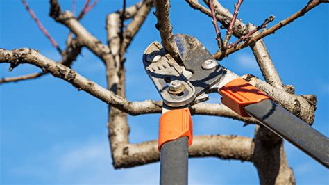 How and When to Prune a Peach Tree: 3 Ways & Time to Do It