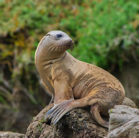 Ryan Wickiser on Instagram: “California Sea Lion • (Zalophus californianus) • This sea lion was ...