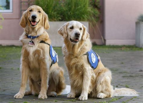 Helping paws: OHSU Doernbecher expands Hospital Facility Dog Program | OHSU News