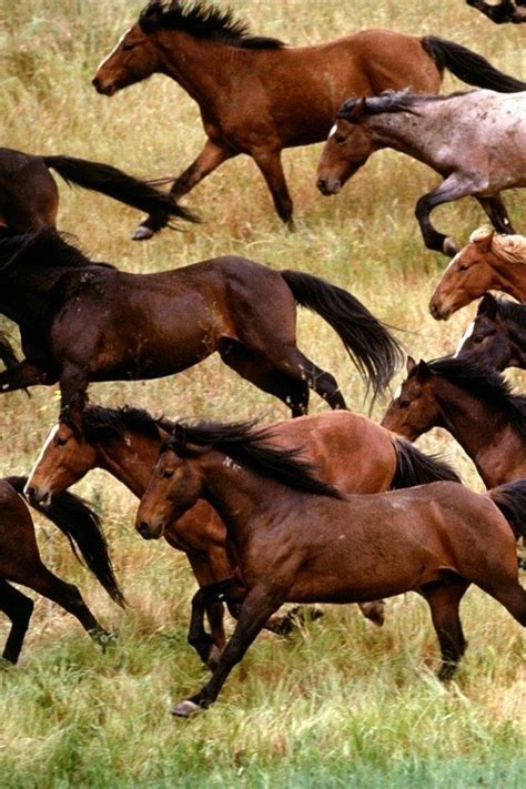 Wild Mustang Horses Herds | Herd of Wild Cantering Mustangs Across the Plains. | Horses ...