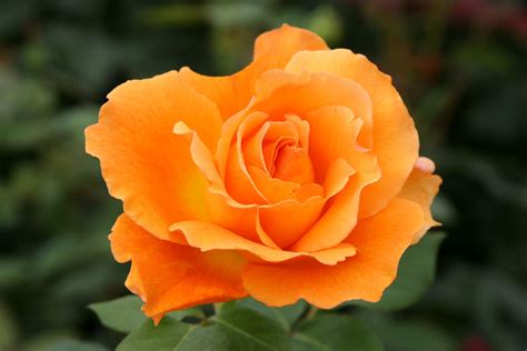 Bronze Star is a hybrid tea rose with an old fashioned flare. It boasts 'Just Joey' crossed with ...