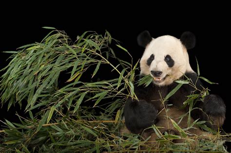 Giant Pandas Are No Longer Endangered – National Geographic Education Blog