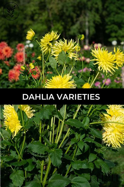 25 dahlia varieties to adore 💐 🌟 A comprehensive guide to these stunning blooms!