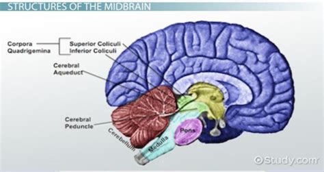 Midbrain | Anatomy, Function & Structures - Lesson | Study.com