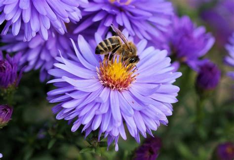 The 27 Best Bee Friendly Plants for Your Garden - BeeKeepClub