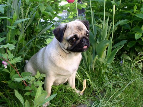 Fawn Pug puppy - My Doggy Rocks