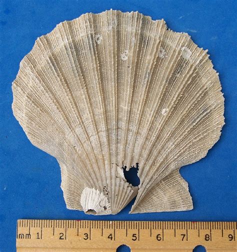PaleoScene - New Fossil Shells, Group 3 October 2008