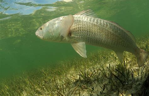 Red Drum (Redfish) Fishing | Fin & Field