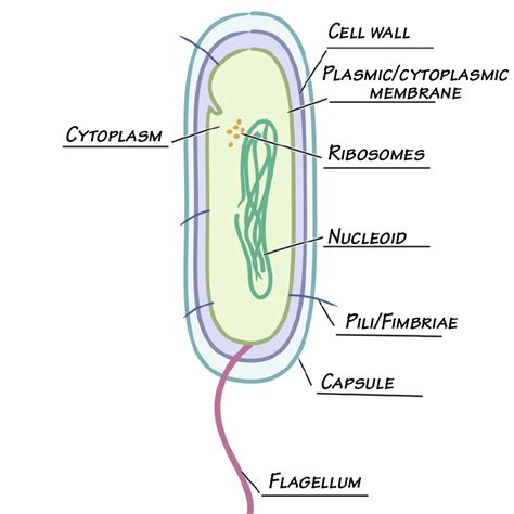 Immunology/Microbiology Glossary: Bacterial Cell Wall: Gram-Negative & Gram-Positive | Draw It ...