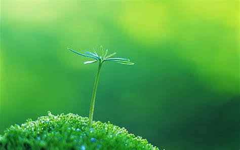 HD wallpaper: green grass, shallow focus photography of green grass, macro | Wallpaper Flare