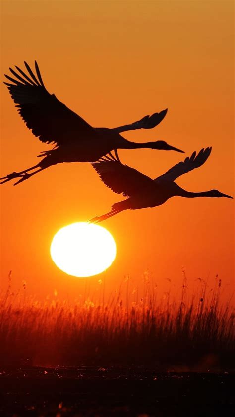 Two Birds Flying, Near The Sunset, birds flying, two birds, sunset, HD phone wallpaper | Peakpx