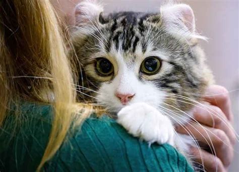 15 American Cat Breeds That Are Red, White & Cute - PureWow