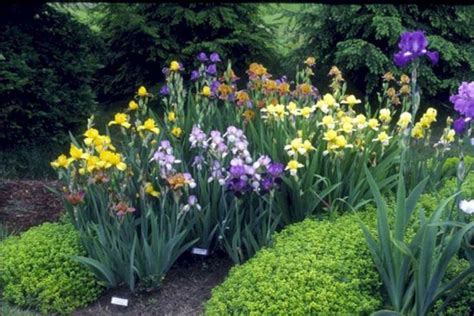 25+ Best And Beautiful Iris Garden Ideas For Your Yard Inspiration | Iris garden, Beautiful ...