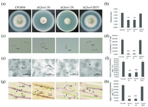 Vegetative and reproductive growth as well as appressorium formation of ...