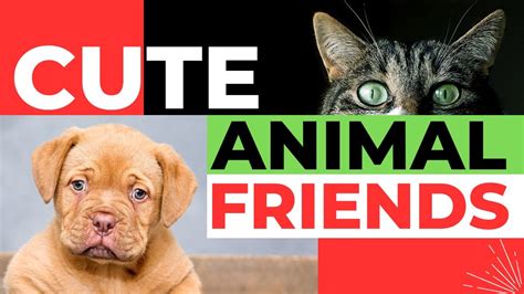 Cute animal friends. Funny animals video compilation. - YouTube