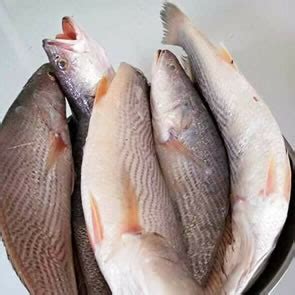 Fresh Cassava Fish – Seafood Company