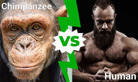 Chimpanzee vs human skeleton anatomy - pocketisse