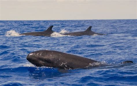 Pico Whale Watching: video, popular tourist places, Satellite map, Images - Azores Island ...