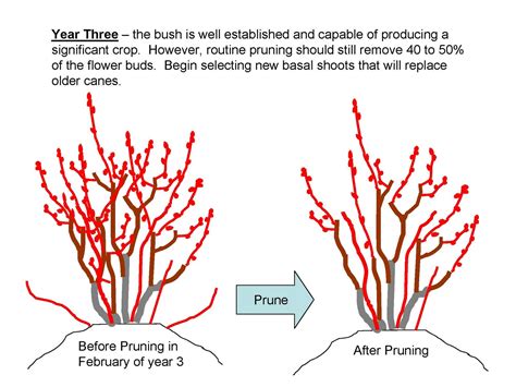 The NC Blueberry Journal: Pruning Young Blueberry Plants