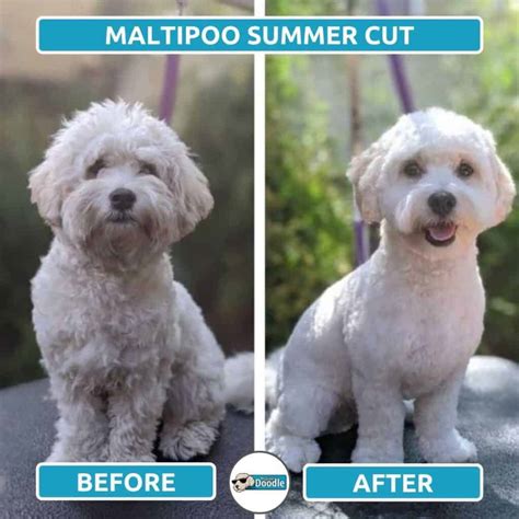 Maltipoo Haircuts Before And After