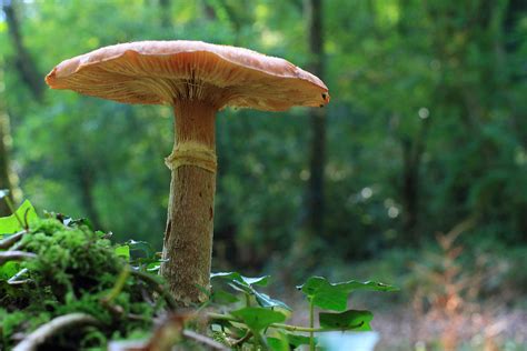 Amanita Rubescens – wildlifemacro