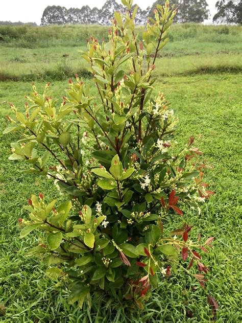 Grumichama - Pictures! - Growing Fruit