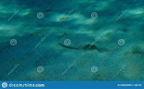 Wide-eyed Flounder (Bothus Podas) Undersea, Aegean Sea, Greece, Halkidiki Stock Image - Image of ...