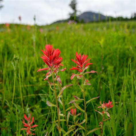 Indian Paintbrush Seeds (Castilleja coccinea) – Vermont Wildflower Farm