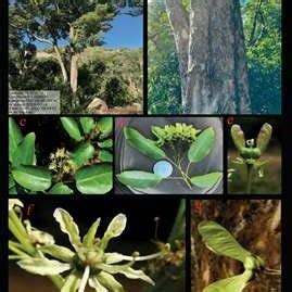 Location map of Acer oblongum var. oblongum from Mahendragiri hill,... | Download Scientific Diagram