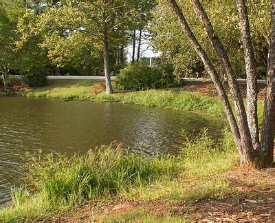 "Natural revegetation at Furman Lake" by Wade Worthen