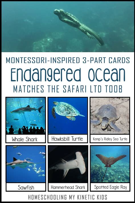 Ocean Endangered Animals List Species Turtle Threatened Hawksbill Sea ...