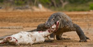 What Does A Komodo Dragon Eat? - Animal Corner