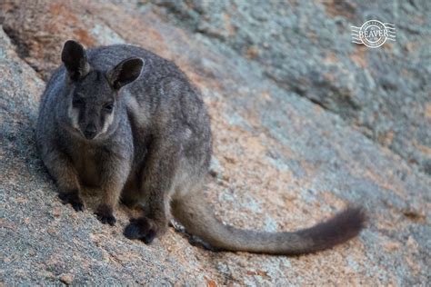 Black-flanked rock-wallaby | Wildlife Watching in Australia