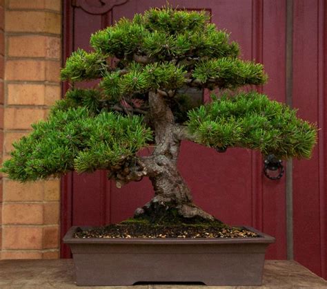 Mugo Pine | Bonsai tree, Plants, Miniature trees